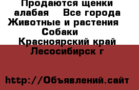 Продаются щенки алабая  - Все города Животные и растения » Собаки   . Красноярский край,Лесосибирск г.